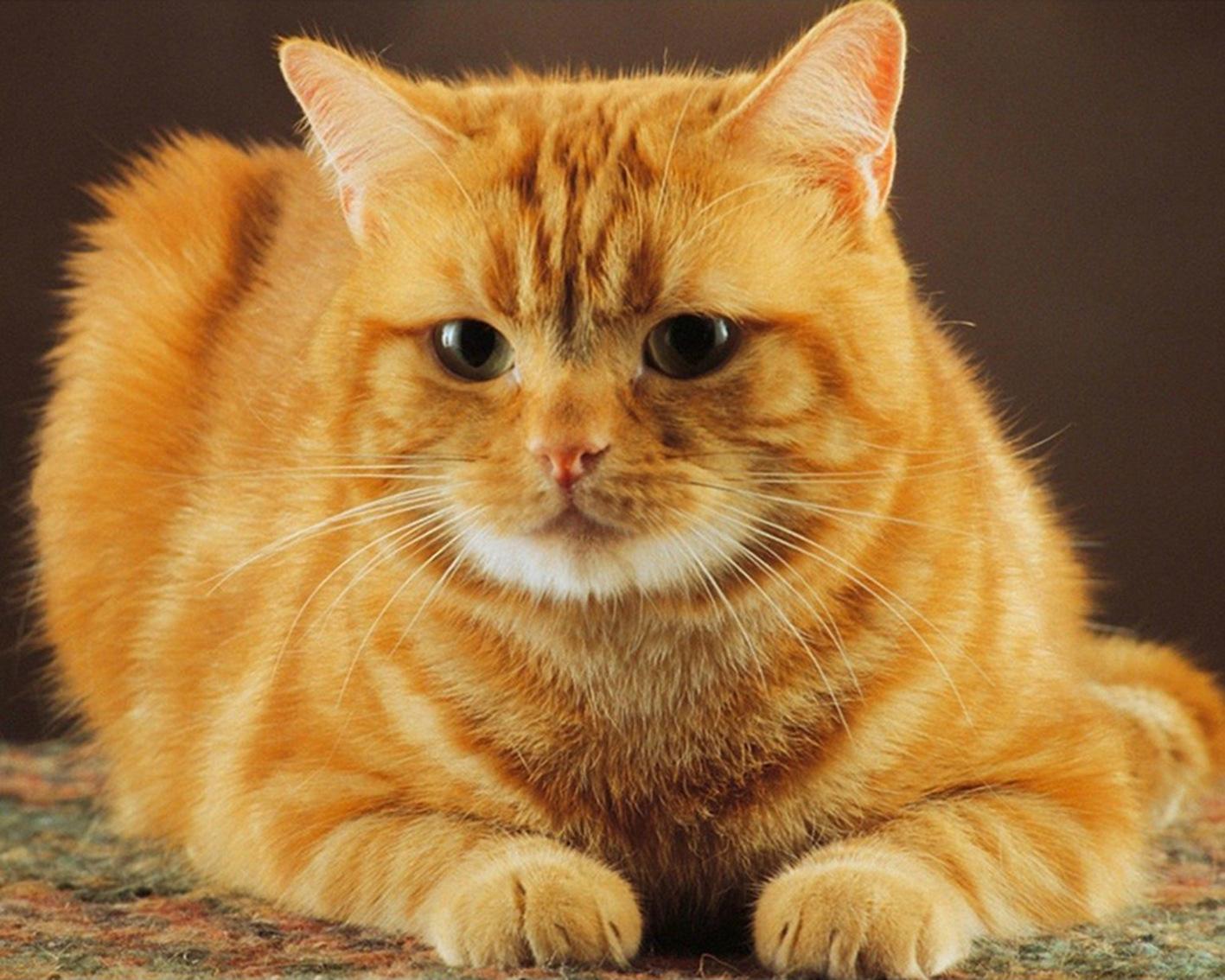 养得好的猫咪几大特征是什么,被养得好的猫咪会有哪些特征