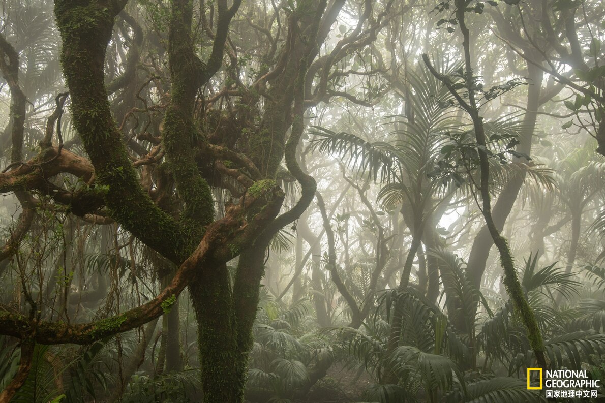 鐏紶澶ф垬榧犲矝,鐏紶澶ф垬鏆楀尯