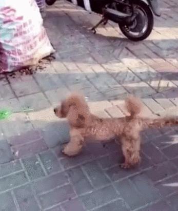 成年泰迪犬怎么训练大小便,泰迪犬怎样训练大小便的方法视频