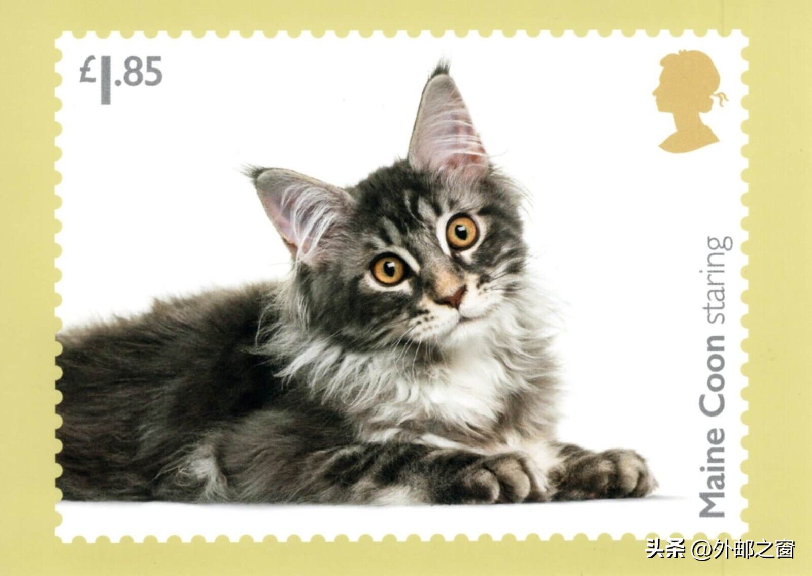 听说过吗?这些猫为邮局打工,还发工资!