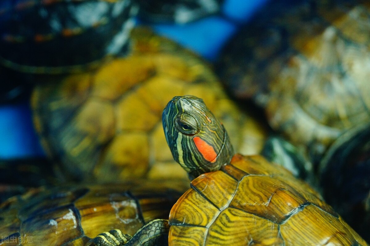 巴西龟晚上睡觉吗,巴西龟晚上不睡觉