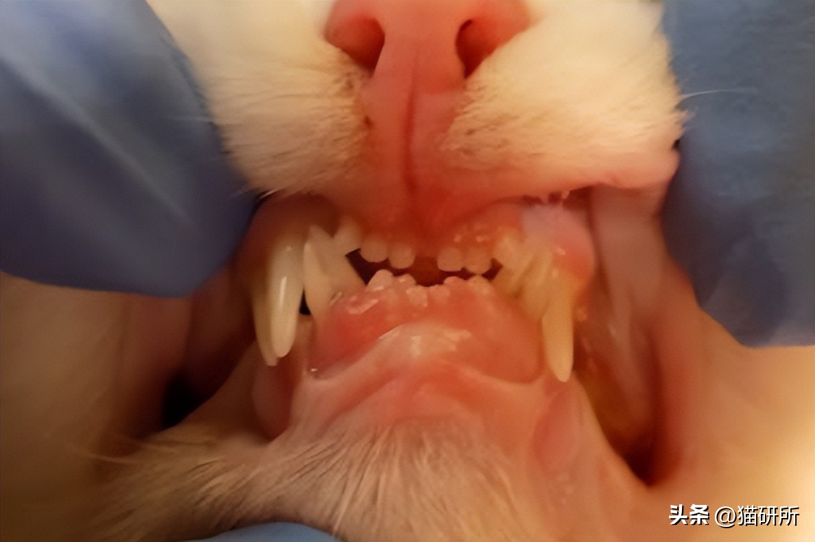 猫咪的腿瘸了可以用什么方法治疗,猫咪没有受伤但是瘸吃什么药