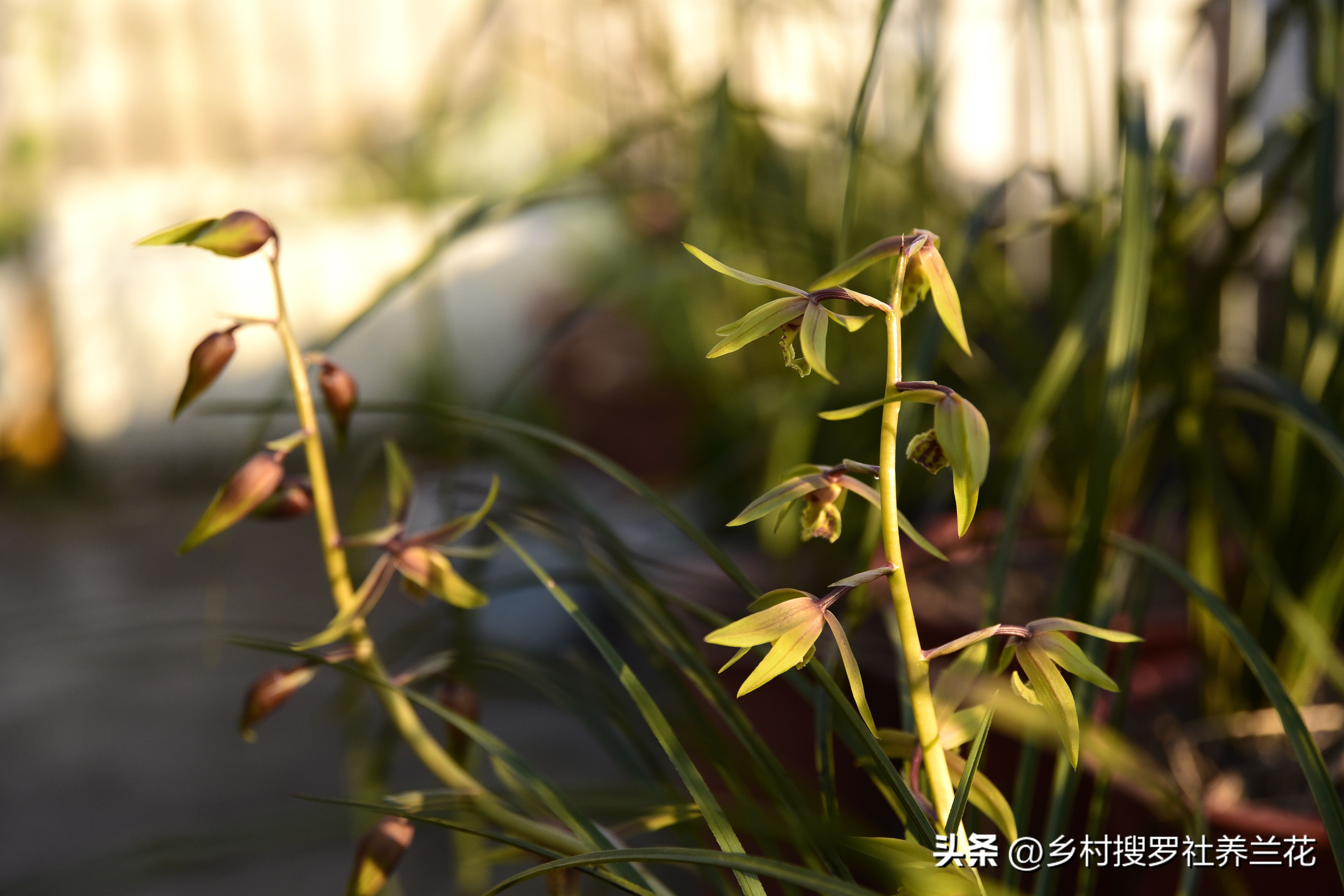 蕙兰开花浇什么水最好,养大花蕙兰什么时候控水