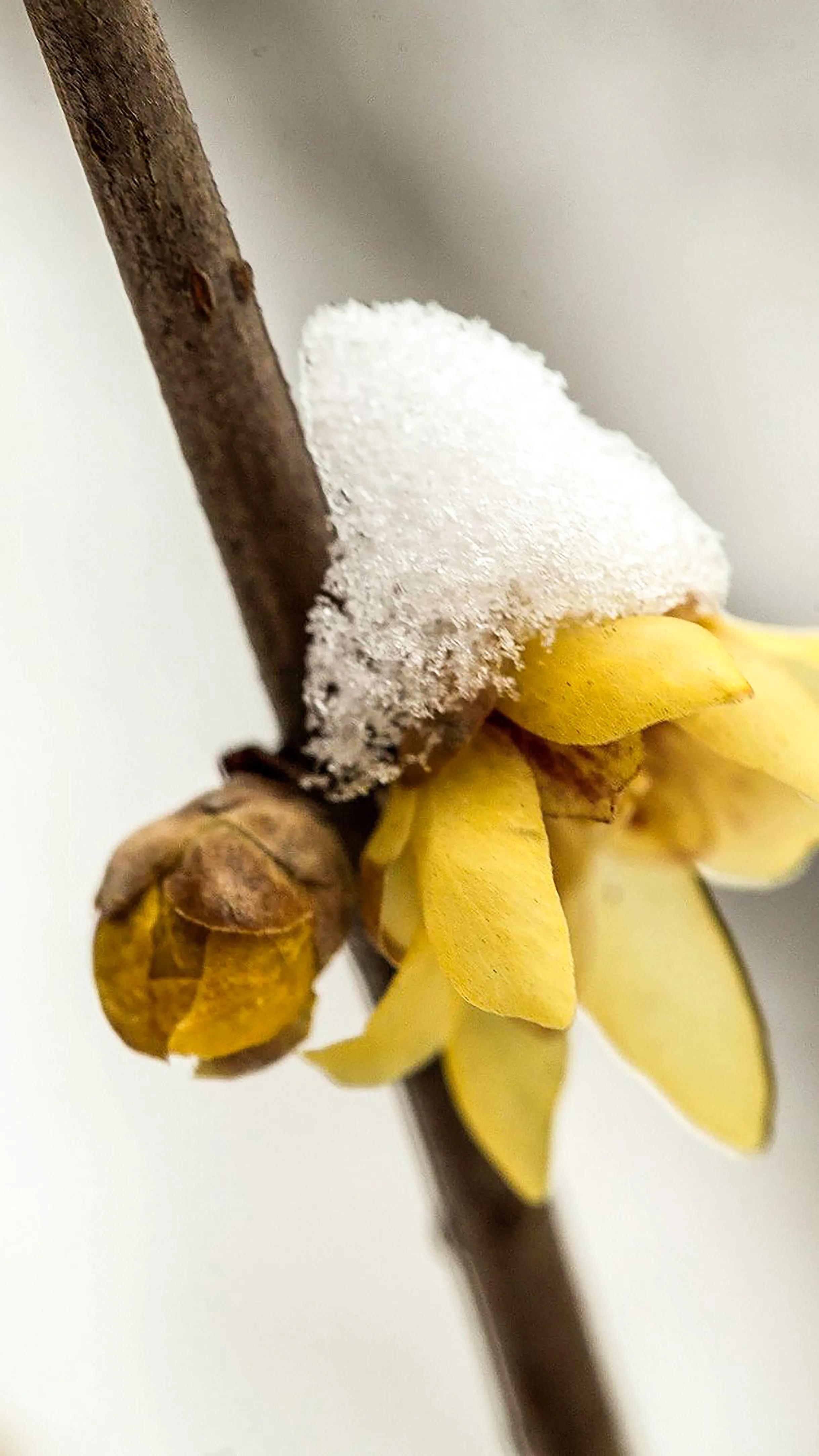 蜡梅花是梅花吗,蜡梅花是秋天开的吗