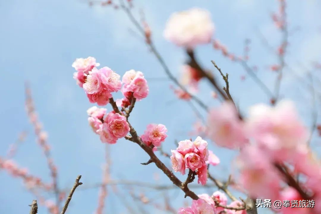 赏梅胜地梅园,赏梅好时节