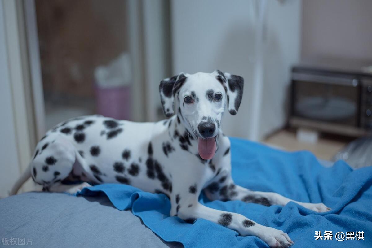 哪些狗狗长得最好看前十名,狗狗聪明品种排行榜前十名