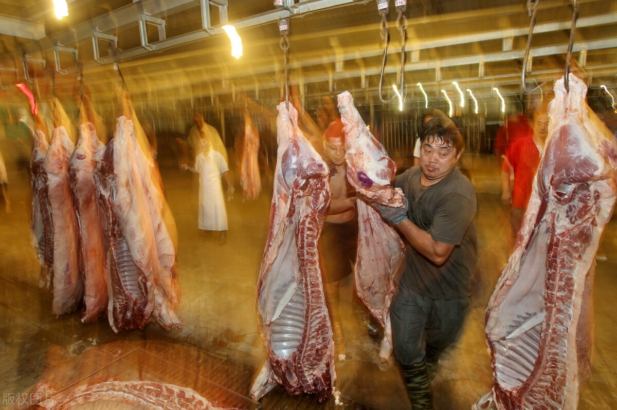 12月份的猪价会跌还是涨,12月份猪价还会上涨吗为什么