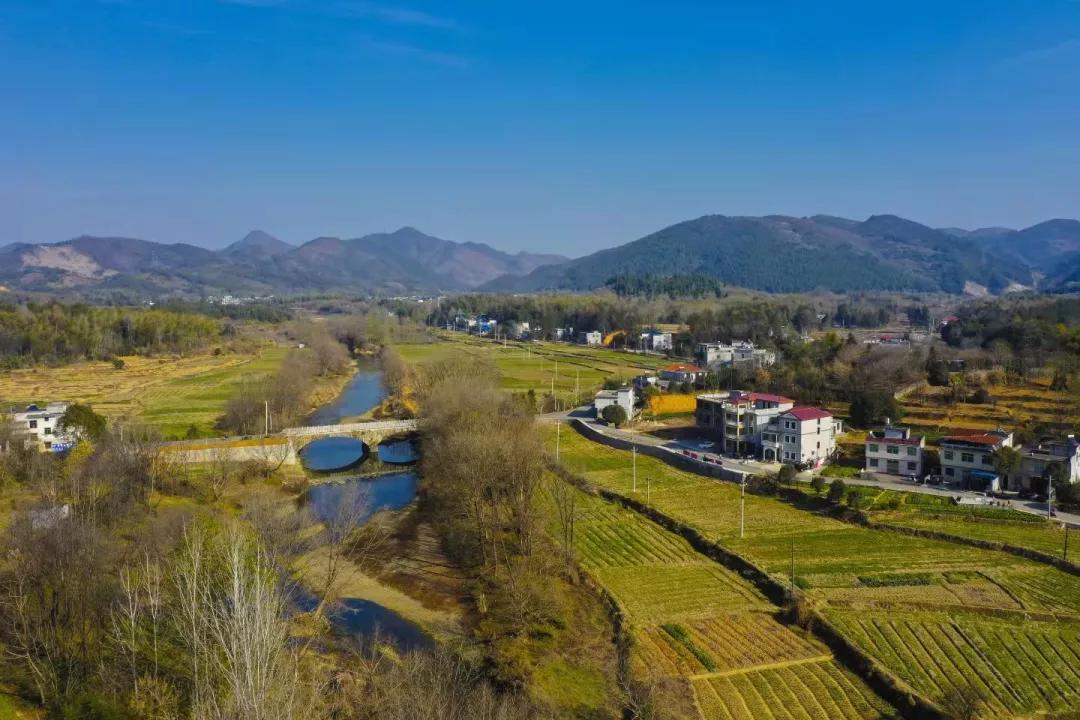 值得来看看古村落,崇阳野生古桂群迎保护性修复