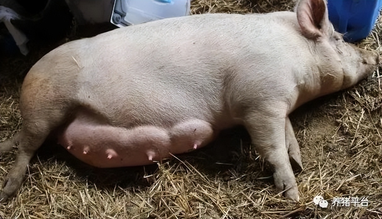 想要奶水多吃什么下奶,母猪怀孕后期乳房水肿怎么办