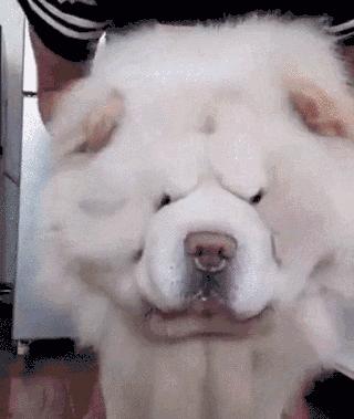 猛犬松狮犬图片,松狮犬是大型犬还是小型犬