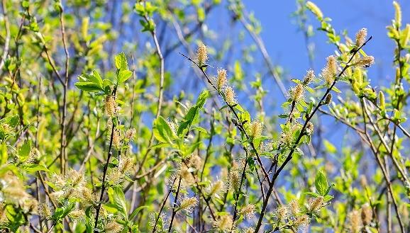 除湿热健脾胃最好的菜,健脾胃祛湿热的食谱儿童
