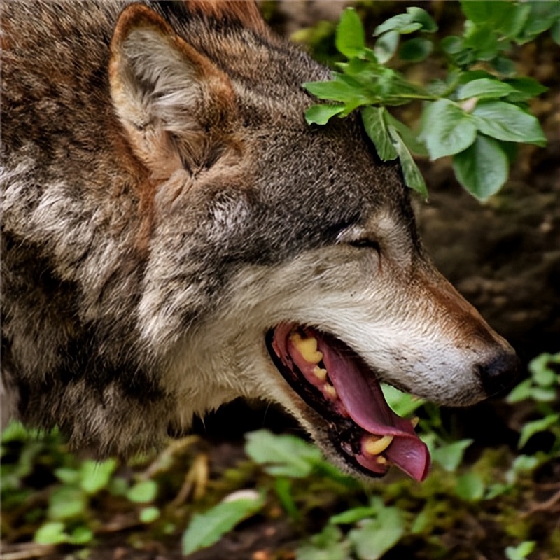 *藏西**男子救治受伤狼崽,放生后15天,狼横跨45公里来报恩