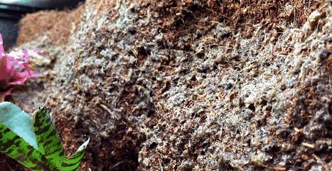 在卧室造一片弱肉强食的危险雨林，会打雷还真的会下雨