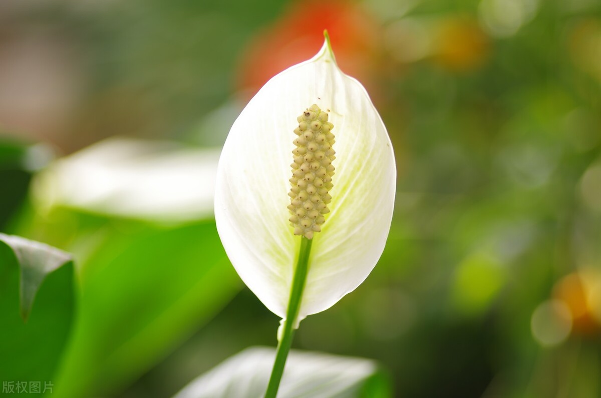 新家除味除甲醛绿植大全,家庭养的绿植怎么除甲醛