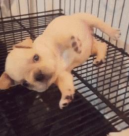 幼犬1-3个月怎么喂养土狗,如何快速成为幼犬的铲屎官