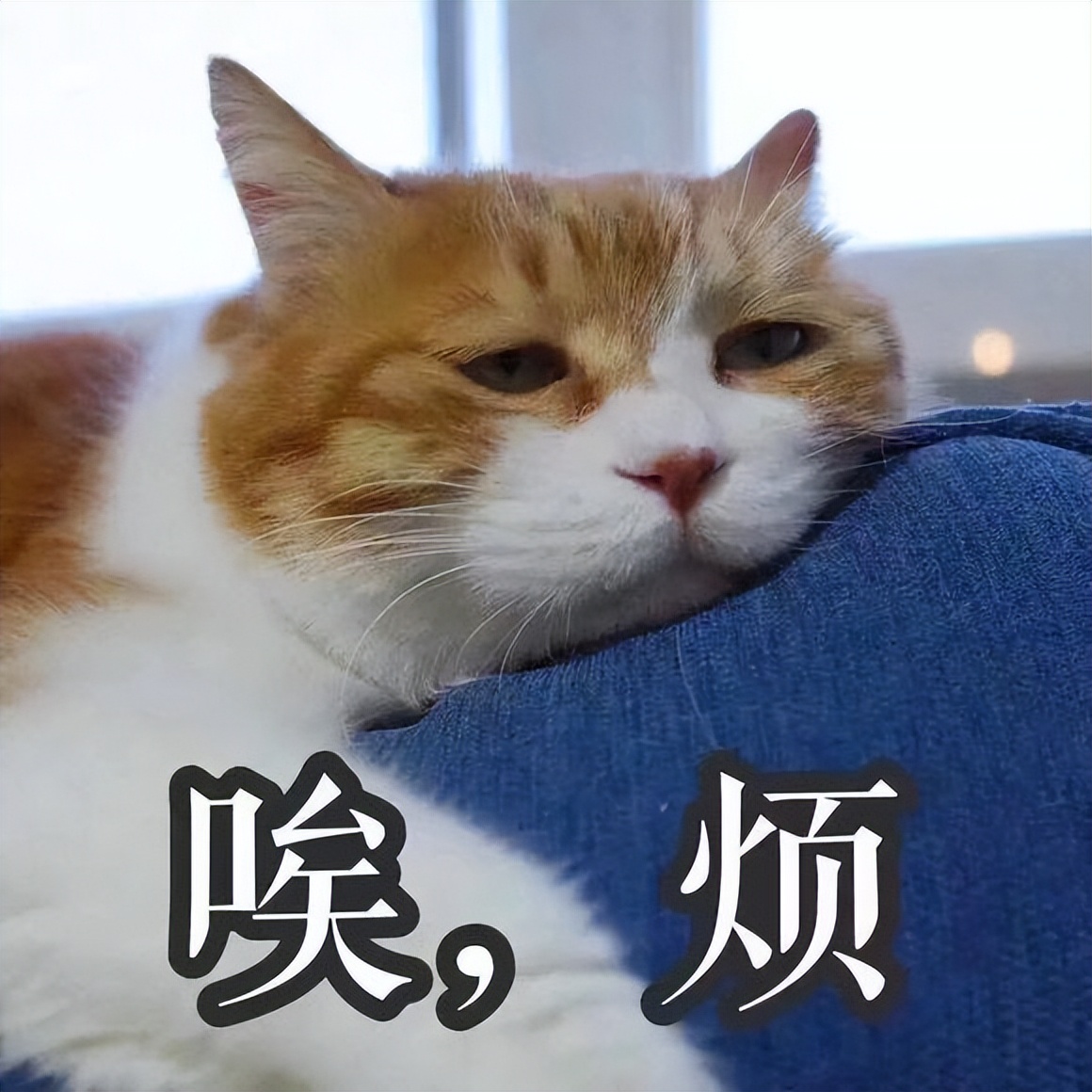 猫咪太瘦了怎么养增肥,猫咪太小太瘦了怎么办