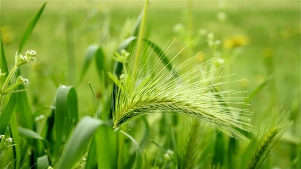 河南严禁任何毁麦事件发生,河南省严禁毁麦事件