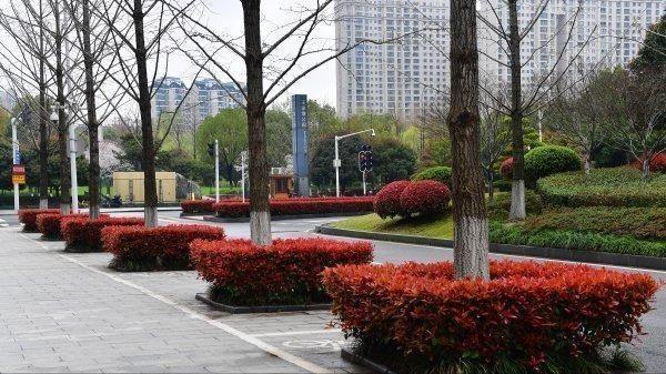 森禾红叶石楠,森禾2.0