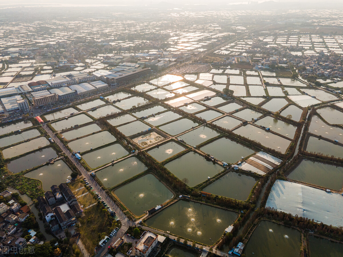 102.樟树上长的柞蚕和被子