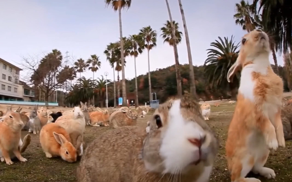 野兔给澳大利亚带来的生态灾难,澳大利亚野兔怎么泛滥成灾