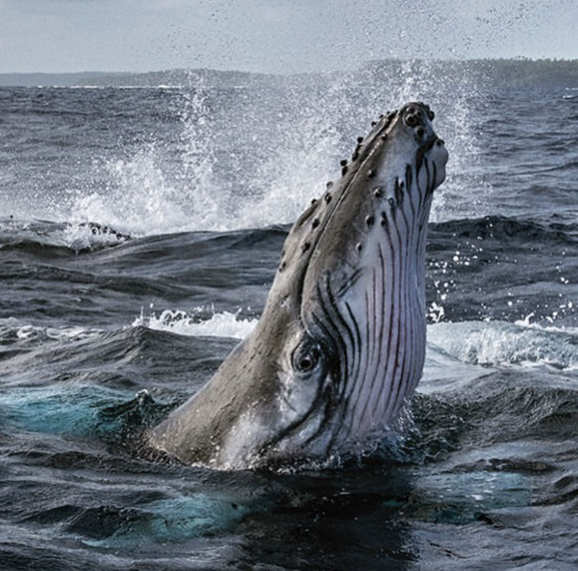 发现罕见的鲸鱼,最新发现的巨大鲸鱼