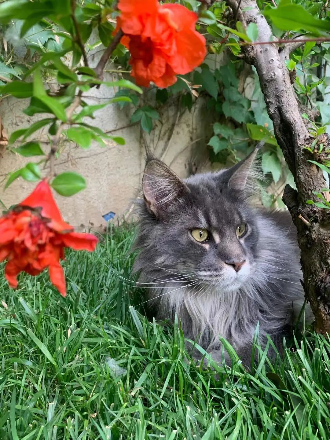 毛森森,观复猫毛森森