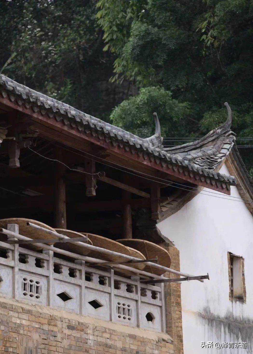 易武六大茶山茶的特点,易武茶的特点