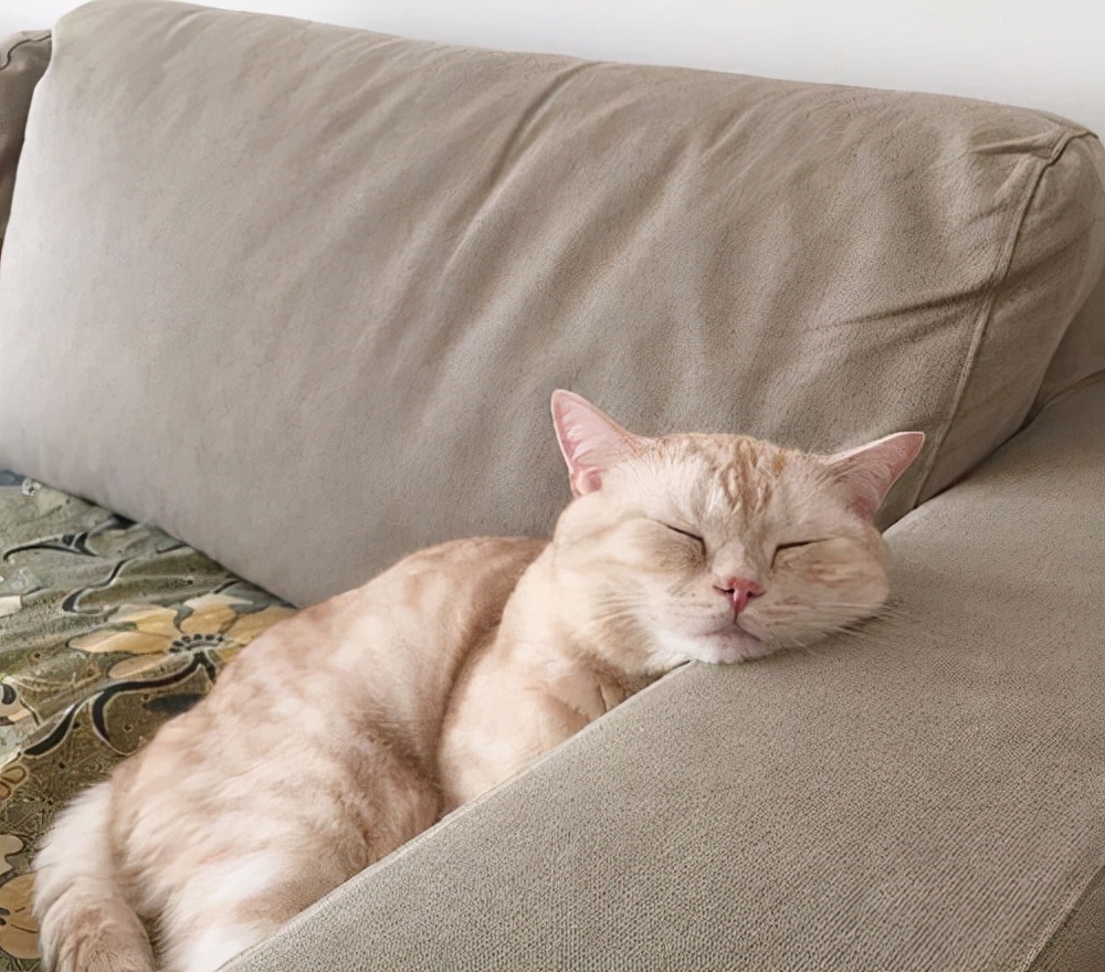 新手养猫必备猫咪行为语言大解读,猫咪16种求救信号养猫人必看