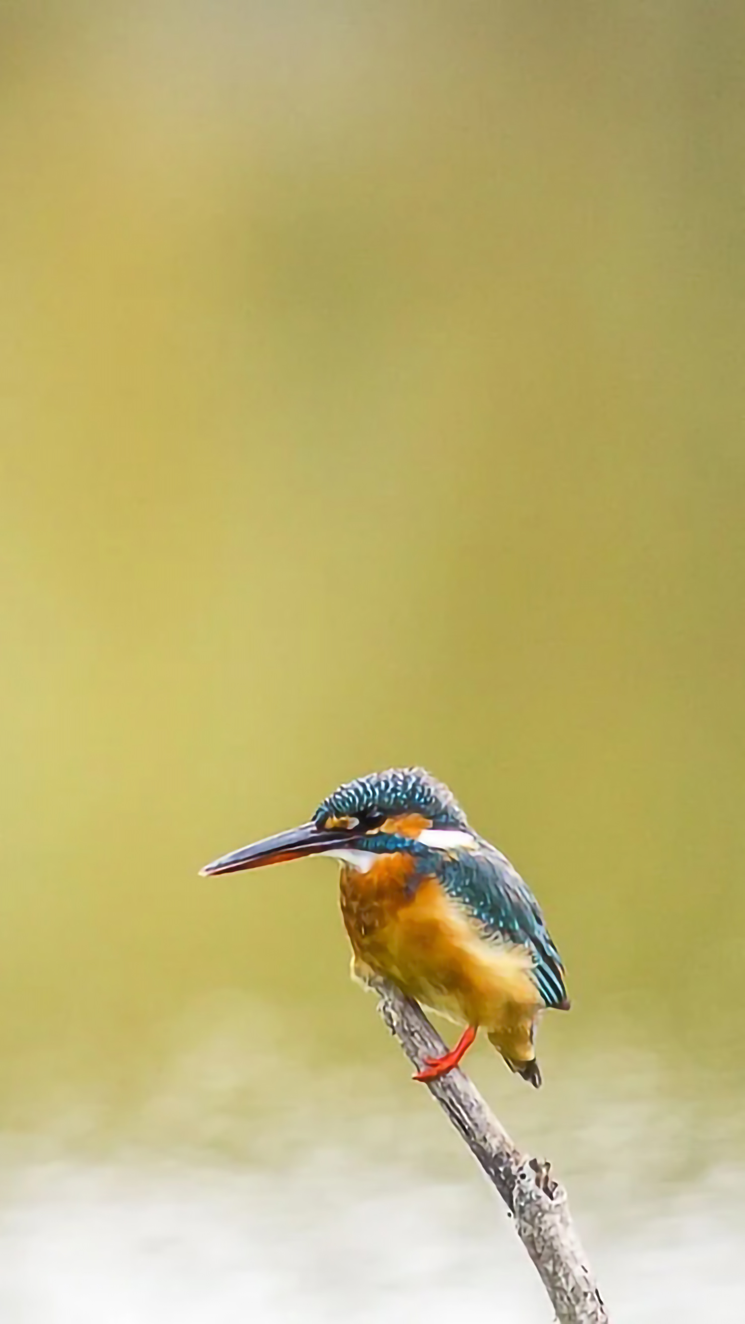 好看的手机桌面壁纸和锁屏壁纸,总有一张壁纸适合你手机屏保精选