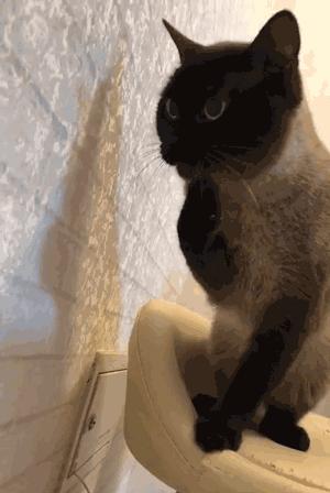 养猫首选这5种猫不仅忠诚还好养,养猫首选这8种猫