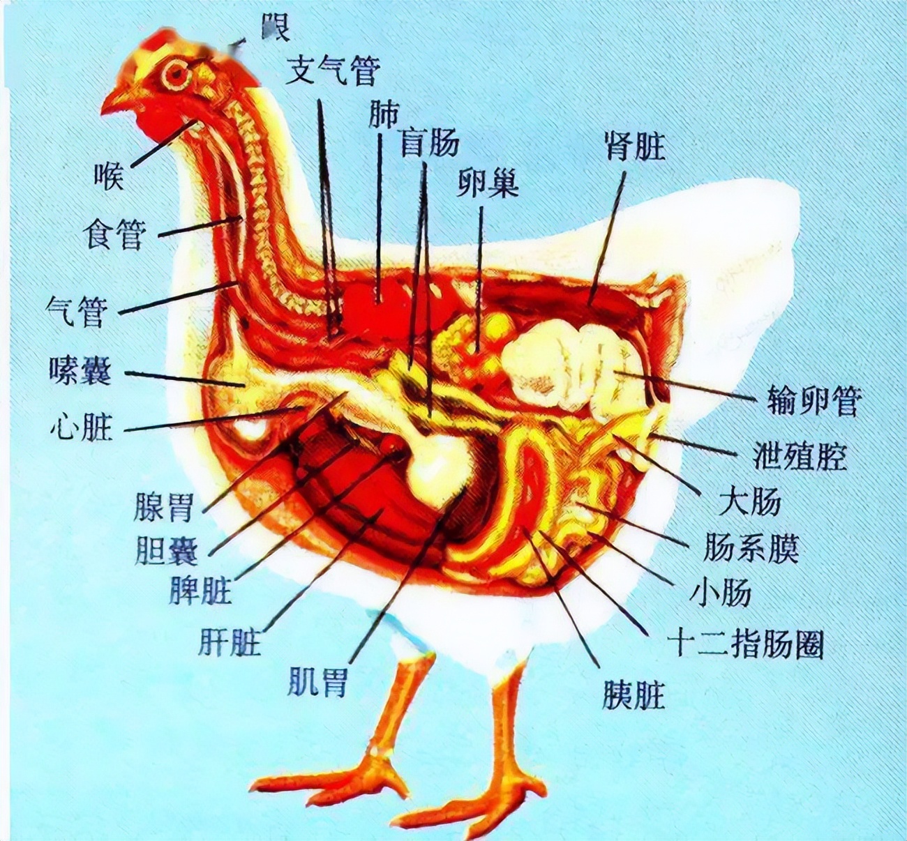霉菌毒素对家禽养殖的危害,霉菌毒素对家禽的危害及防控措施