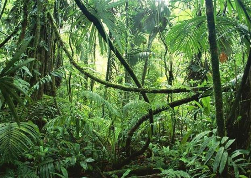 1981年苏联飞机失事幸存者,苏联飞机坠落真实事件