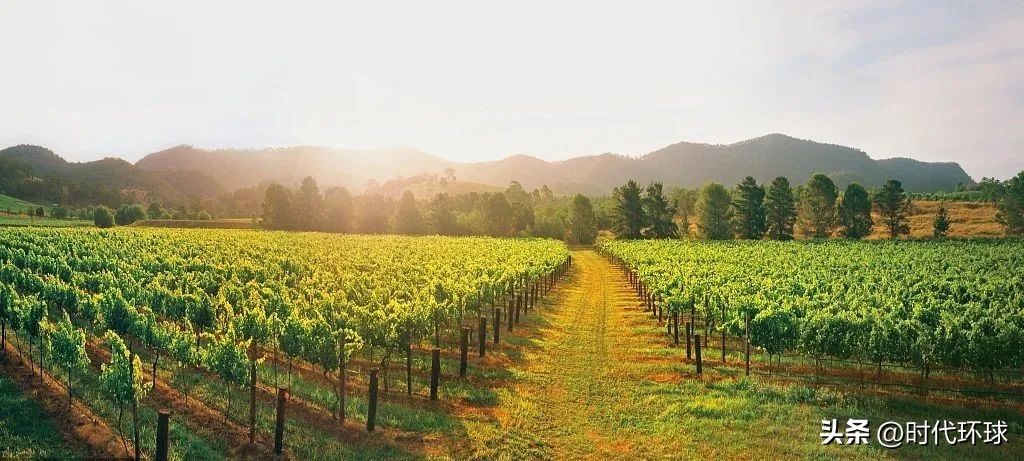 中澳关系缓和，2023年将迎澳洲葡萄园投资更好时机