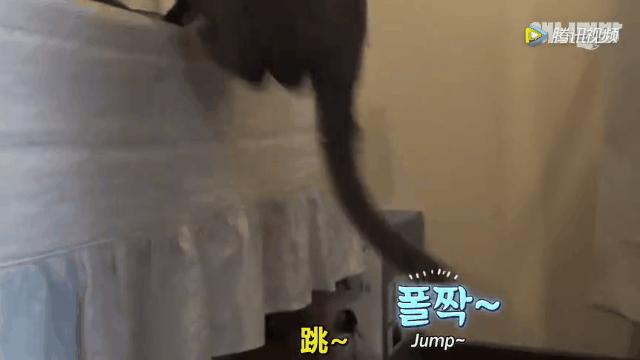 怎么给猫用中医把脉,中医给猫咪吃中药