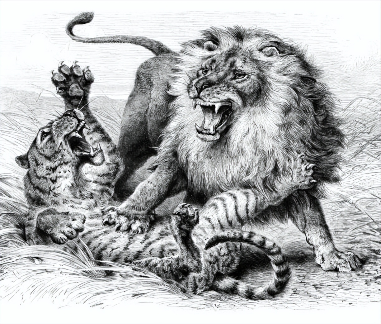 东北虎对比巴巴里狮子哪个体型大,巴巴里狮单挑时能碾压东北虎吗