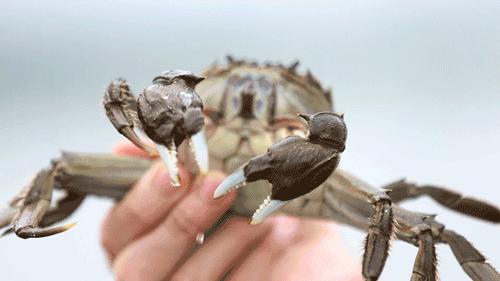 2049年阳澄湖大闸蟹开捕时间,2021阳澄湖大闸蟹捕捉时间