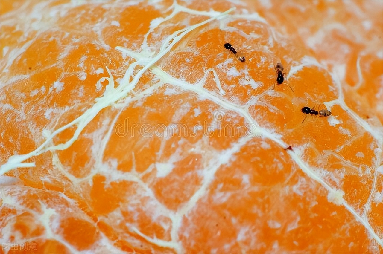 家里有蚂蚁怎么彻底消除肥皂水,家里有蚂蚁教你一招灭光光