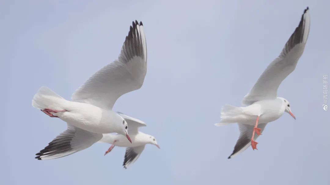 四月来青岛不可错过的打卡地,青岛绝美打卡点