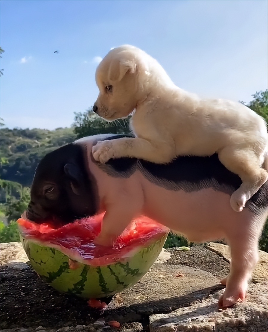 “狗界巅峰”：“把鸭当妈”骑鸭背上，全网最萌小狗吸粉550万