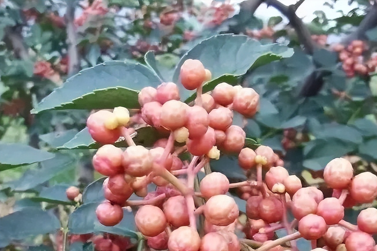 韩城专业花椒合作社,韩城市富民核桃专业合作社