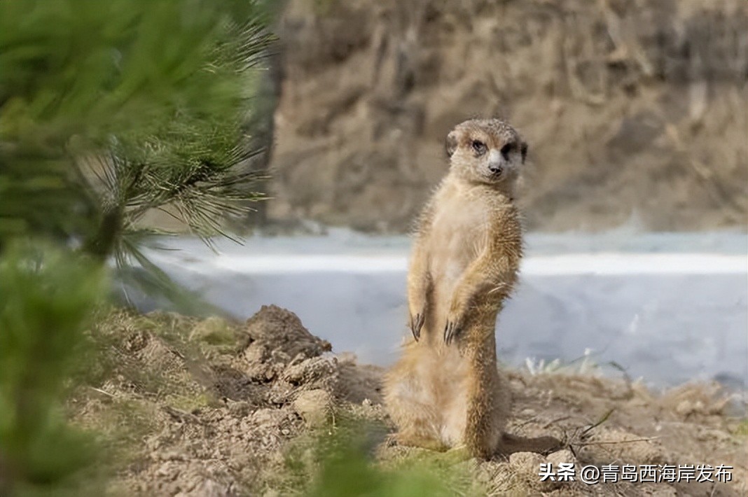现实版小森林，这些藏在西海岸周边的乡野太治愈