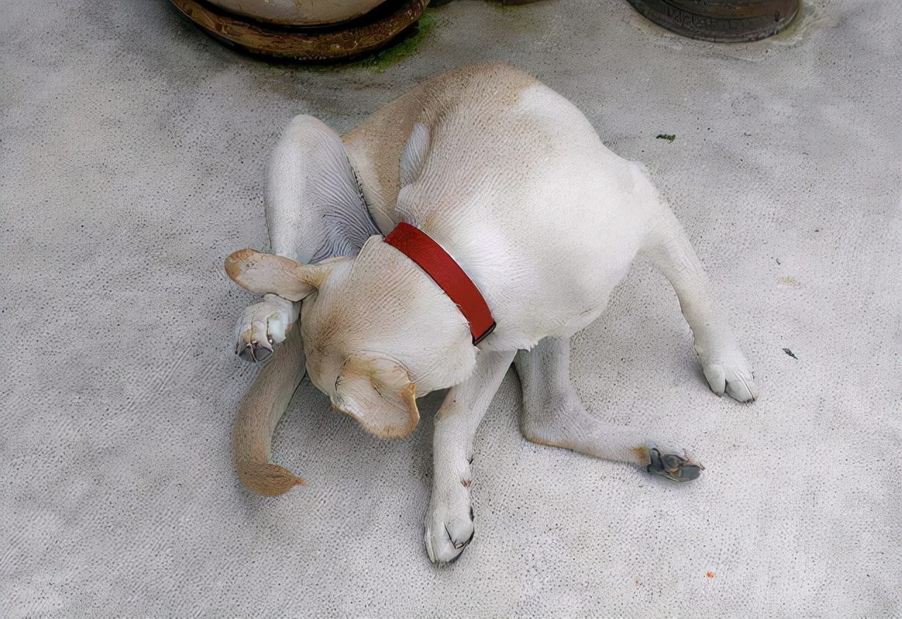 狗狗突然一直舔尿道是有炎症吗,狗狗舔尿液是缺少什么