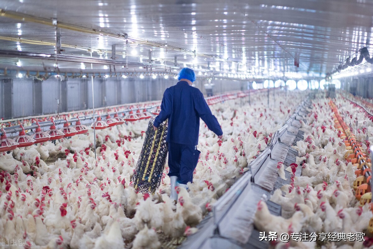 有招聘养鸡饲养员的吗,养鸡场招工200块钱一天包吃包住