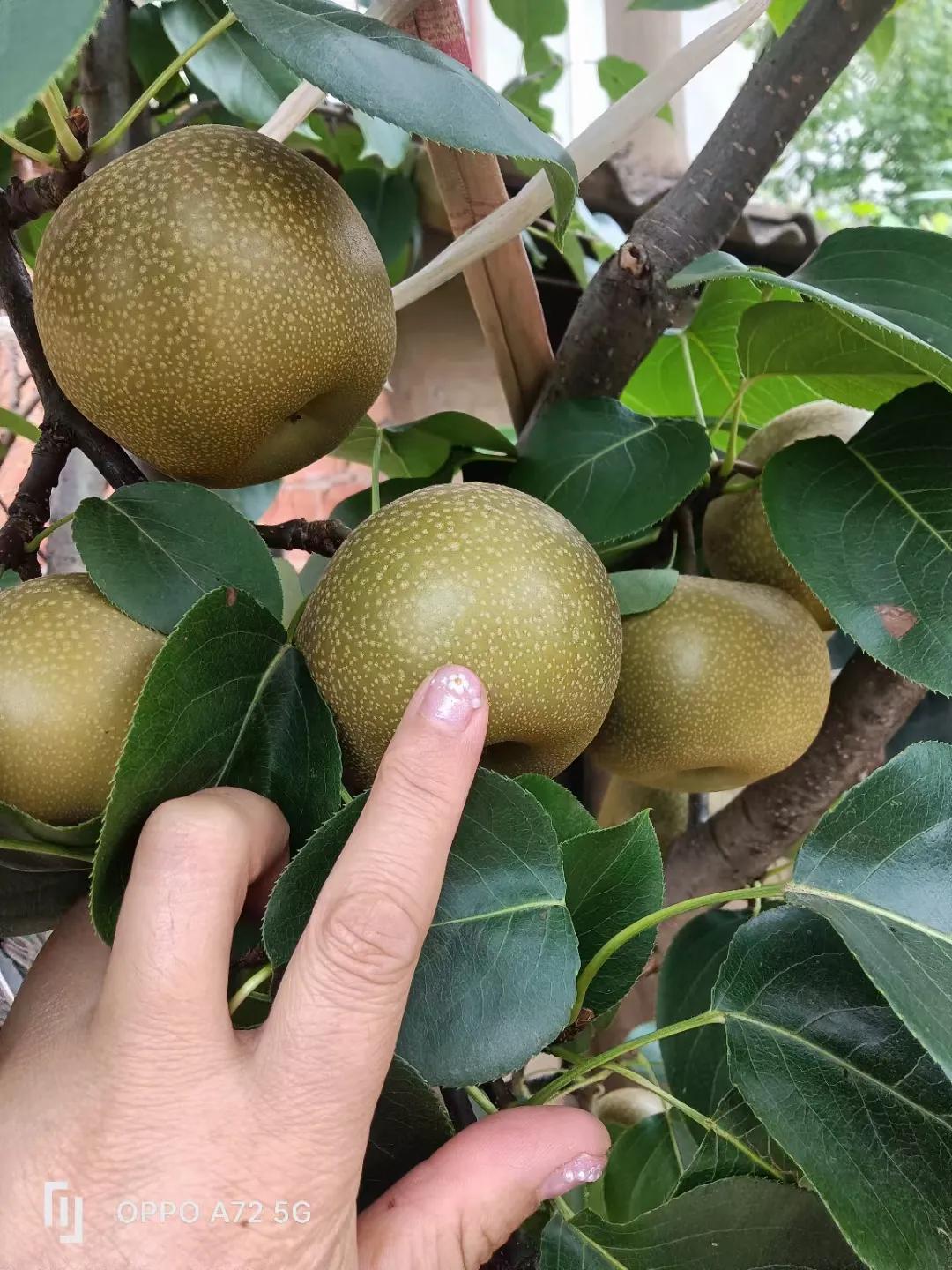 水果的酸是什么酸,水果的酸和醋的区别