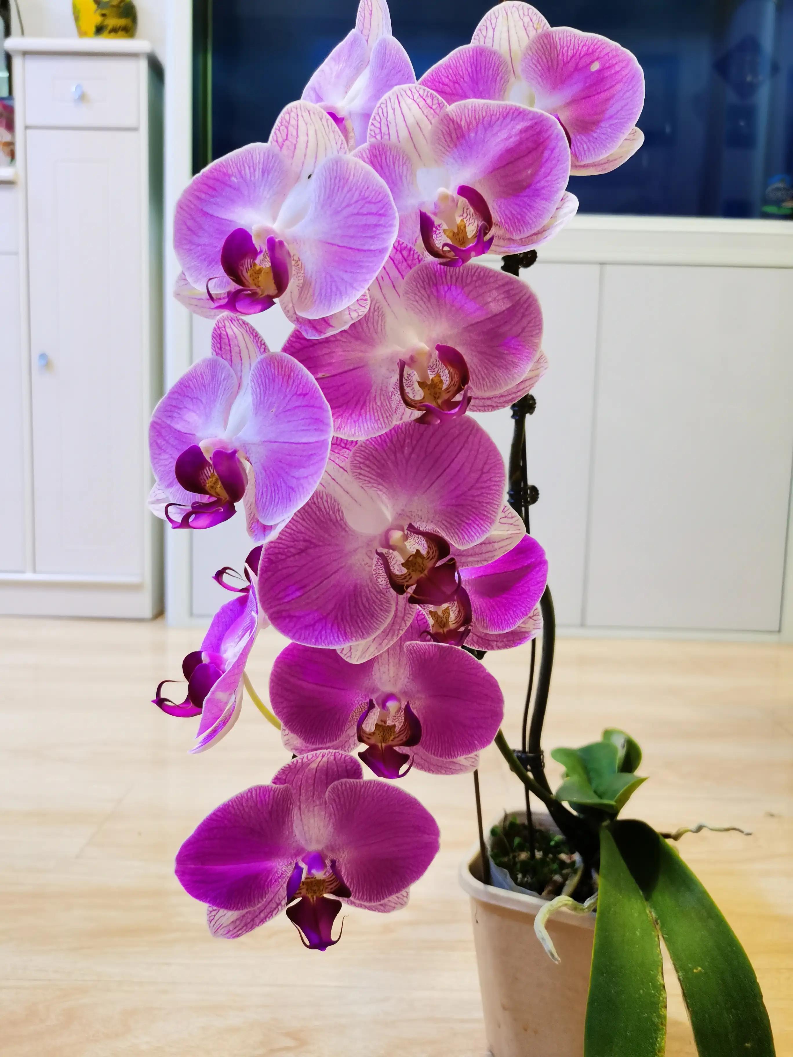 粉黛佳人水仙,紫水仙图片大全