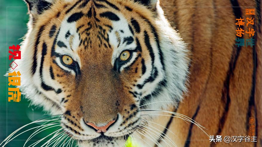 虎年带虎的成语,搜集有关虎年的成语十则