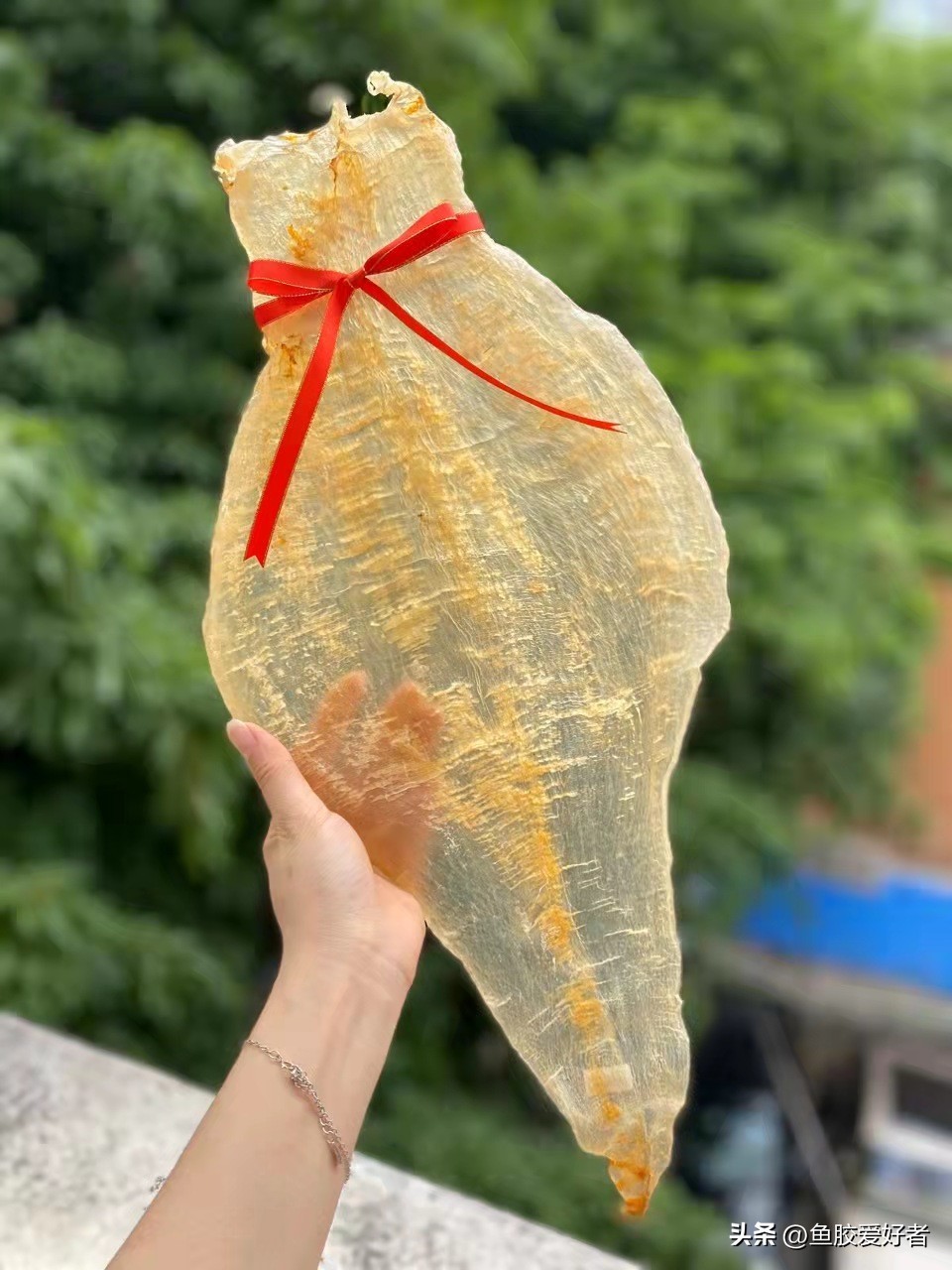 小价位的鱼胶哪些值得买,鱼胶哪一款比较好