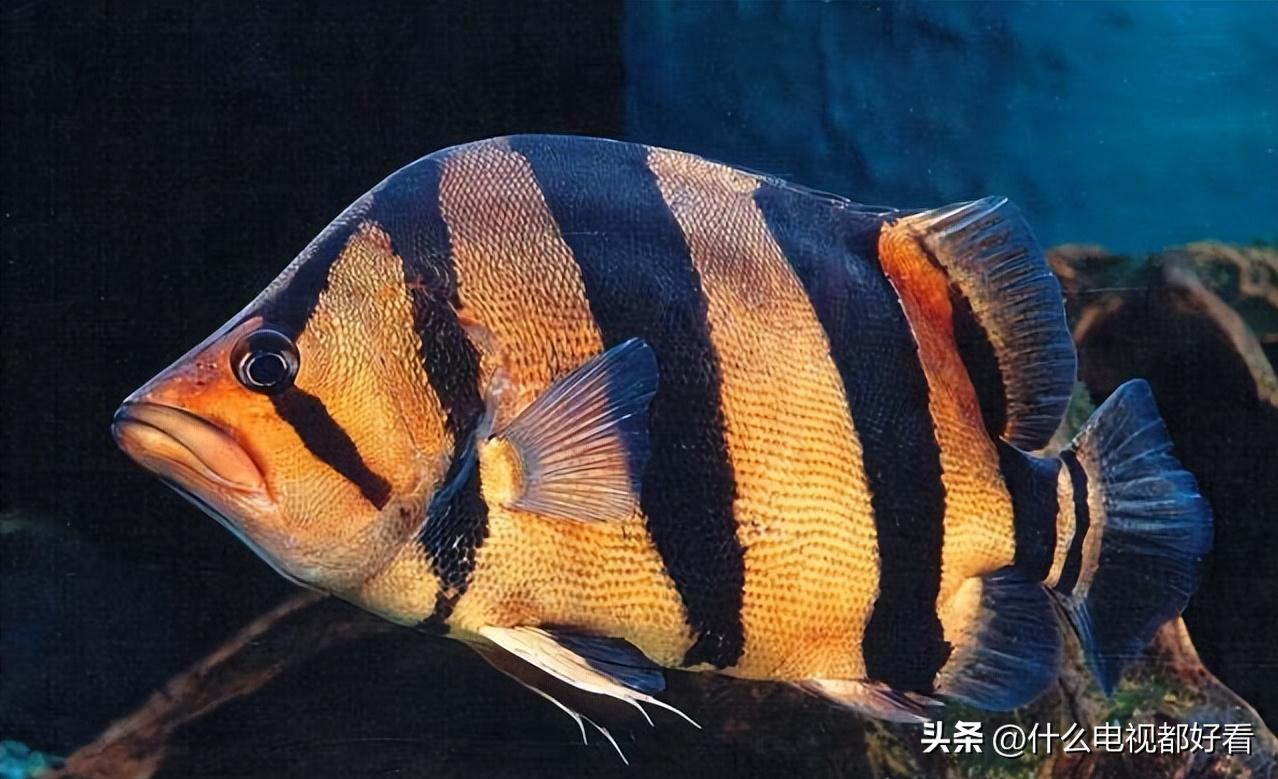 虎鱼从小饲养的正确方法,饲养虎鱼有哪些注意事项