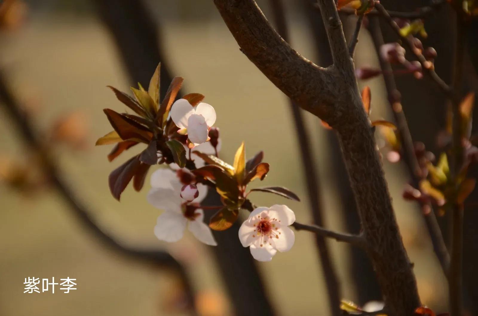 100种花草图片欣赏,50种花草图片大全