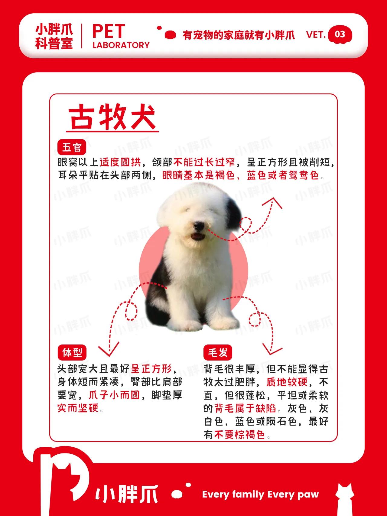 挑选小型犬需要注意什么,大型犬日常生活常识大全